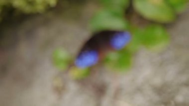 Euploea mulciber, çizgili mavi karga bir dinlenme çimenlerin üzerinde sahip. Kuala Lumpur, Malezya. Doğal arka plan.