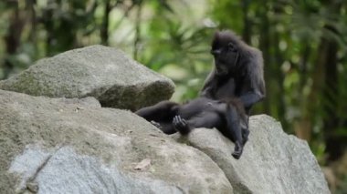 Sulawesi makak tepeli. Maymunlar birbirlerinin kürk içinde böcekler için arıyorum. Singapur.