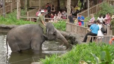 Singapore, Singapur - 18 Ocak 2013. Fil göster. Eğitilmiş filler besleme ve onları fotoğrafını çekmek turist.