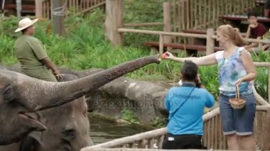 Singapore, Singapur - 18 Ocak 2013. Fil göster. Eğitilmiş filler besleme ve onları fotoğrafını çekmek turist.