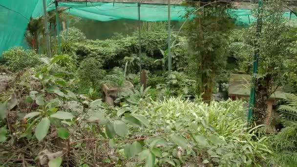 KUALA LUMPUR, MALASIA - 05 de febrero de 2013. Kuala Lumpur Butterfly Park. Terrenos plantados con plantas y árboles — Vídeo de stock