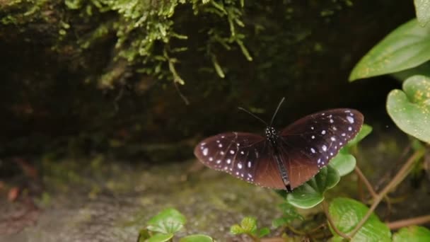 Euploea mulciber, de gestreepte blauwe kraai met een rust op gras. Kuala Lumpur, Maleisië. Natuurlijke achtergrond. — Stockvideo