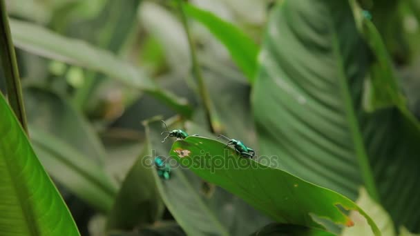 Paar van kikker-legged blad kever paring op het groene blaadje. Maleisië. — Stockvideo