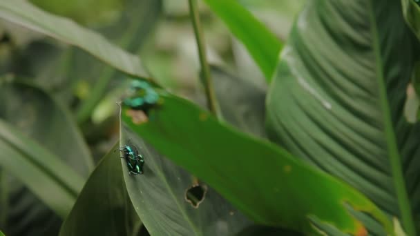 Pair of frog-legged leaf beetle mating on green leaf. Malaysia. — Stock Video