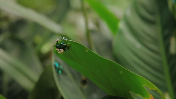 Pair of frog-legged leaf beetle mating on green leaf. Malaysia. — Stock Video