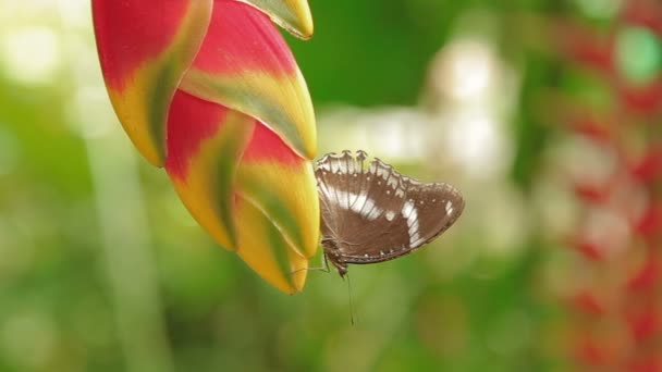 Papillon recueille du pollen sur la fleur Pince de homard Heliconia, Kuala Lumpur, Malaisie . — Video