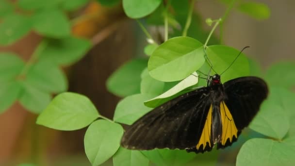 Troides helena, el ala común de las aves, Mariposa perteneciente a la familia Papilionidae. Insecto colorido descansando en la hoja verde . — Vídeos de Stock