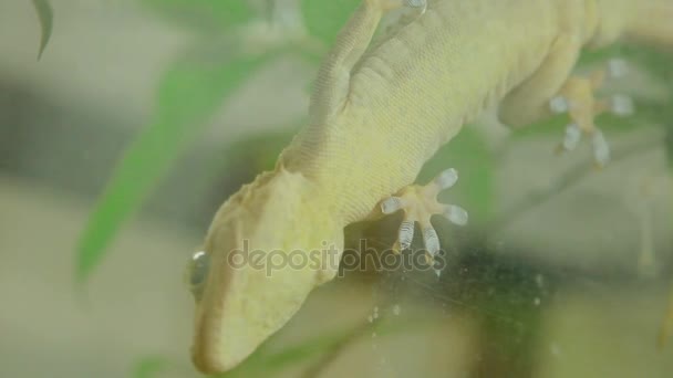 Gecko ragaszkodik a akvárium üvegen. — Stock videók