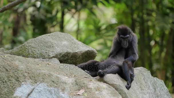 Sulawesi Crested makaak. Apen op zoek naar insecten in de vacht van elkaar. Singapore. — Stockvideo