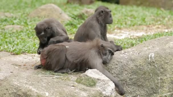 Sulawesi Crested makak. Apor letar insekter i päls av varandra. Singapore. — Stockvideo