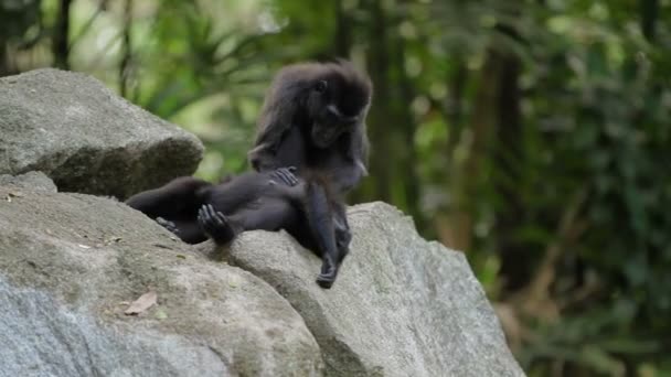 Sulawesi Crested makaak. Apen op zoek naar insecten in de vacht van elkaar. Singapore. — Stockvideo