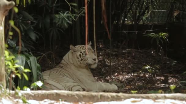 Avkopplande vit bengalisk tiger, park i Singapore. — Stockvideo