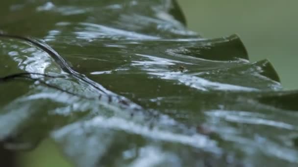 Parlak yeşil bitkiler yağmur altında. Yağmur mevsimi tropikal ormanda. Singapur. — Stok video