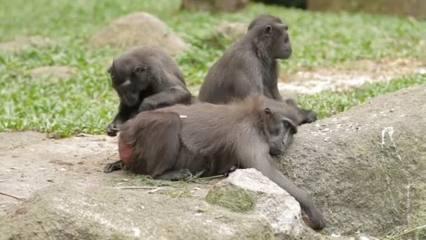 Sulawesi-Haubenmakaken. Affen auf der Suche nach Insekten im Fell des jeweils anderen. Singapore. — Stockvideo