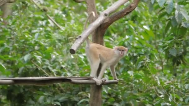 El mono Patas se sienta en el árbol. Singapur . — Vídeo de stock