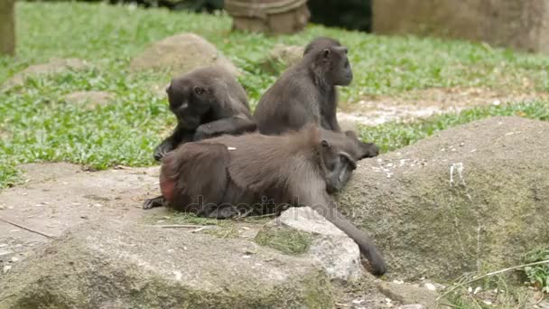 Sulawesi Macaco crestado. Monos buscando insectos en el pelaje del otro. Singapur . — Vídeos de Stock