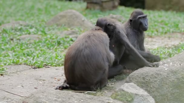 Sulawesi-Haubenmakaken. Affen auf der Suche nach Insekten im Fell des jeweils anderen. Singapore. — Stockvideo