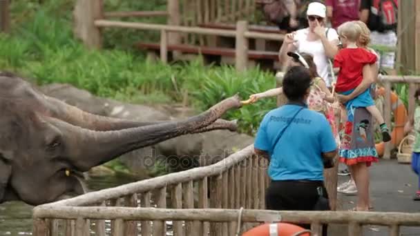 СИНГАПУР, СИНГАПУР - 18 января 2013 года. Шоу слонов. Туристы кормят обученных слонов и фотографируют их . — стоковое видео
