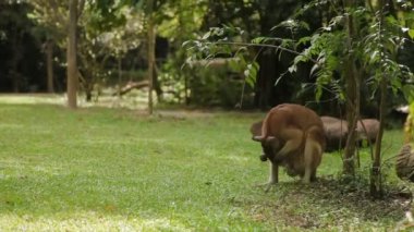 Çim yeme ve kendisi Singapur temizlik erkek kanguru