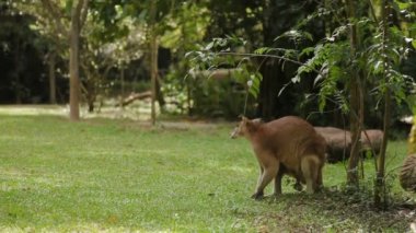 Çim yeme ve kendisi Singapur temizlik erkek kanguru