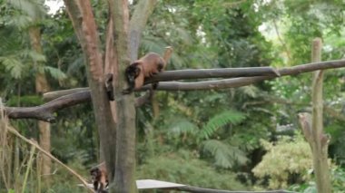 Brown Capuchin maymunu ağaçta oturuyor. Singapur.