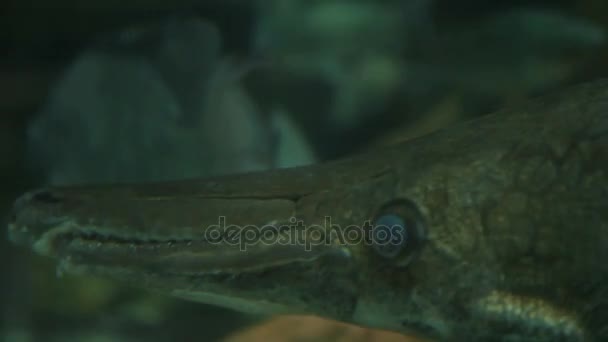 Alligator gar Atractosteus spatel, de straalvinnige uit vissen. — Stockvideo