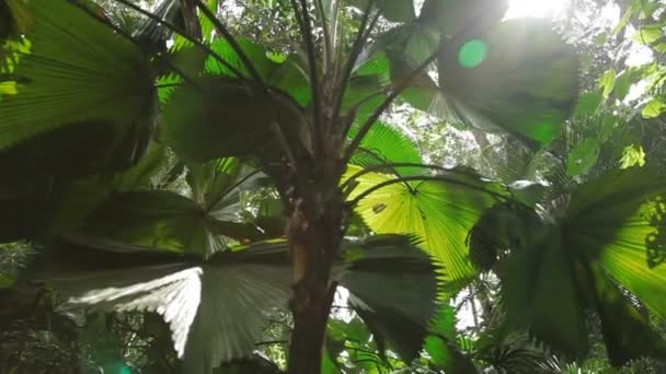 Naturlig bakgrund med gröna palm tree lämnar i solig dag. — Stockvideo