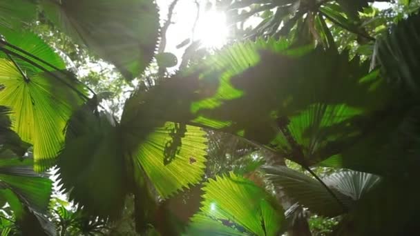 Naturlig bakgrund med gröna palm tree lämnar i solig dag. — Stockvideo