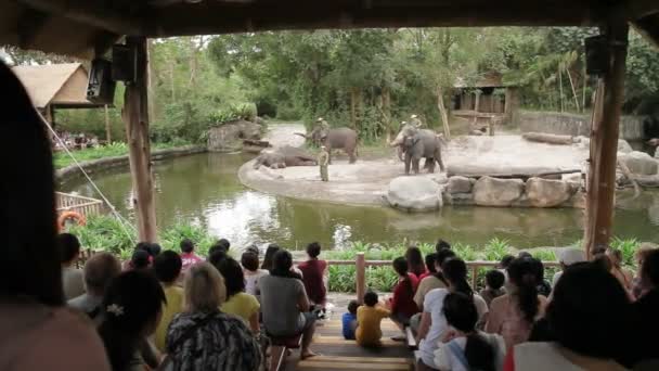 SINGAPORE, SINGAPORE - 18 gennaio 2013. Spettacolo di elefanti. Gli addestratori si trovano sul retro dell'elefante. . — Video Stock