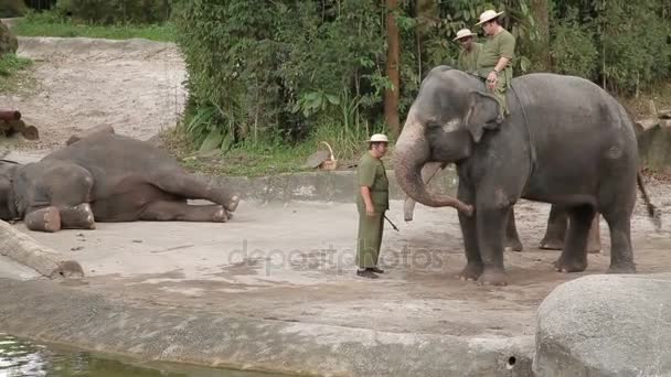 Singapore, Singapore - 18 januari 2013. Olifant tonen. Trainers zijn aanbrengen aan de achterkant van de olifant. — Stockvideo