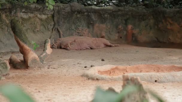 La babirusa, también llamada cerdo ciervo . — Vídeos de Stock