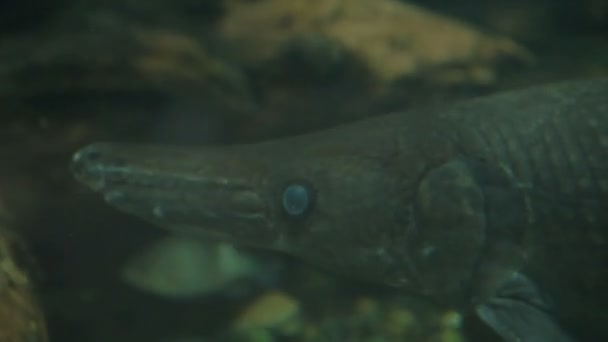 Alligator gar atractosteus spatula, der rochenflossenige euryhaline Fisch. — Stockvideo