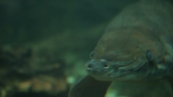 Alligator gar Atractosteus spatula, le poisson euryhalin à nageoires rayées . — Video