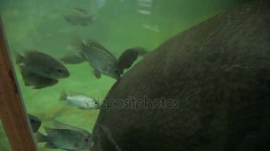 Balık cilt Pigme suaygırı Choeropsis liberiensis veya Hexaprotodon liberiensis temiz. Simbiyotik ilişki