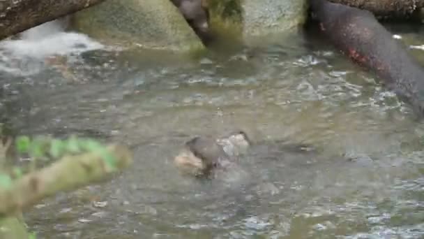 A lontra Eurasiática Lutra lutra na lagoa. Singapura . — Vídeo de Stock