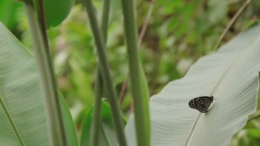 Koyu mavi kaplan Tirumala septentrionis bir dinlenme çimenlerin üzerinde sahip kelebek. Kuala Lumpur, Malezya. Doğal arka plan.