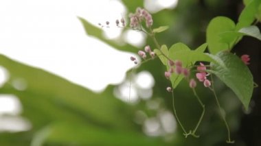 Soluk pembe çiçekli doğal arka plan.