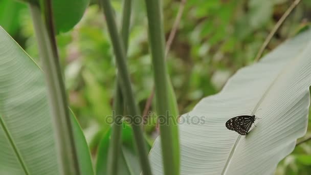 잔디에는 나머지 데 다크 블루 타이거 Tirumala septentrionis 나비. 쿠알라룸푸르, 말레이시아입니다. 자연 배경. — 비디오