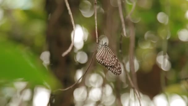 葉の上に蝶暗い青トラ ティルマラ septentrionis が座っています。Malaisia. — ストック動画