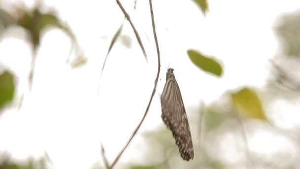 나비 어두운 파란색 호랑이 Tirumala septentrionis 잎에 앉아 있다. Malaisia. — 비디오