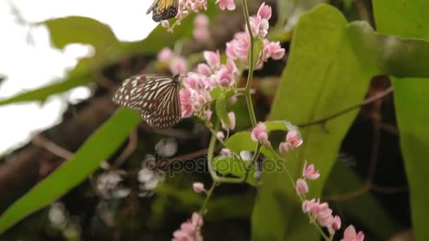 Vlinder donker blauwe tijgers Tirumala septentrionis verzamelt stuifmeel op bloemen Kuala Lumpur Malaisia. — Stockvideo