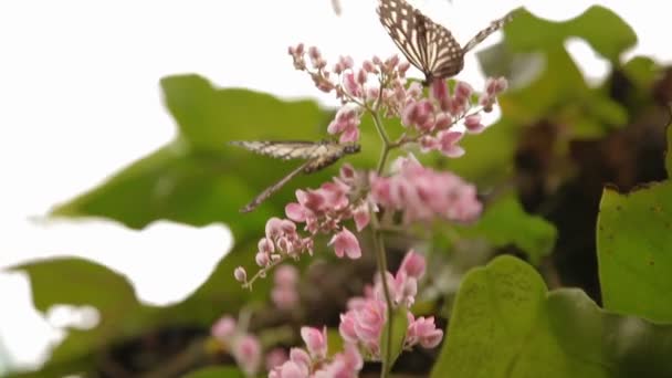 Fjäril Mörk blå tigers Tirumala septentrionis samlar pollen på blomma Kuala Lumpur Malaysia. — Stockvideo