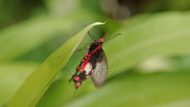 常见的玫瑰蝴蝶 Pachliopta 关，凤蝶，在草地上休息。吉隆坡，马来西亚。自然背景. — 图库视频影像