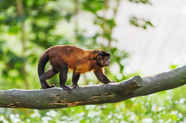 Brown Capuchin maymunu ağaçta oturuyor. Singapur.