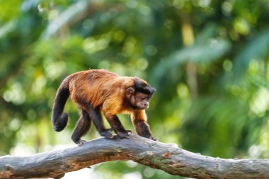 Brown Capuchin maymunu ağaçta oturuyor. Singapur.