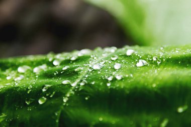 Yeşil yaprak üzerinde yağmur damlaları ile doğal arka plan.
