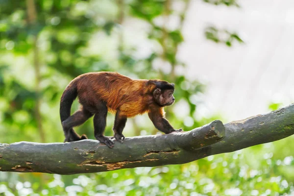 Brown Capuchin maymunu ağaçta oturuyor. Singapur.