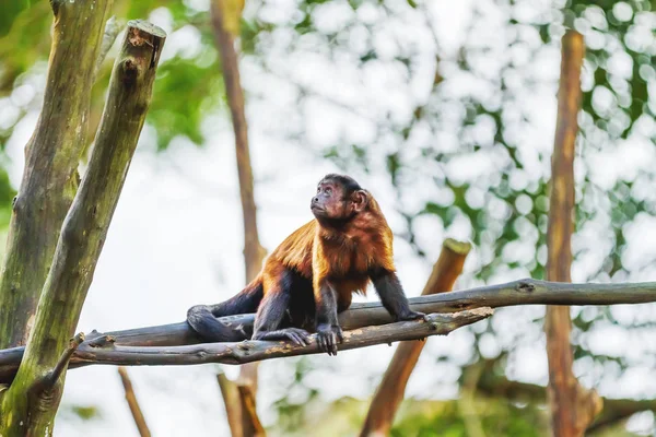 Macaco-prego-de-capuchinho-marrom senta-se na árvore. Singapura . — Fotografia de Stock