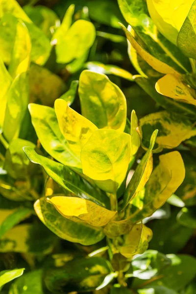 Natural background with exotic tropical plant with bright yellow leaves. Bali, Indonesia. — Stock Photo, Image