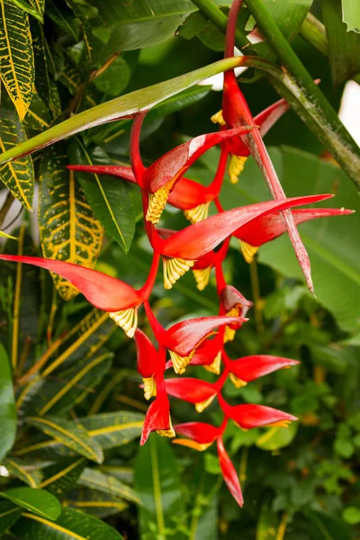 Aragosta artiglio Heliconia. Sfondo naturale con esotico fiore tropicale. Bali, Indonesia . — Foto Stock